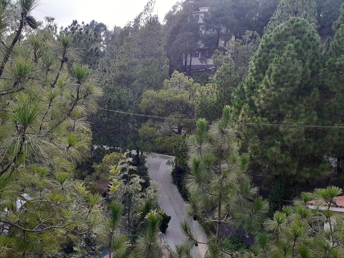 Whispering Pines Hotel & Residences — photo 9