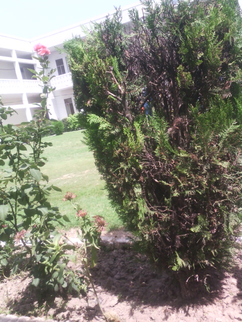 Benazir Girls Hostel — photo 7
