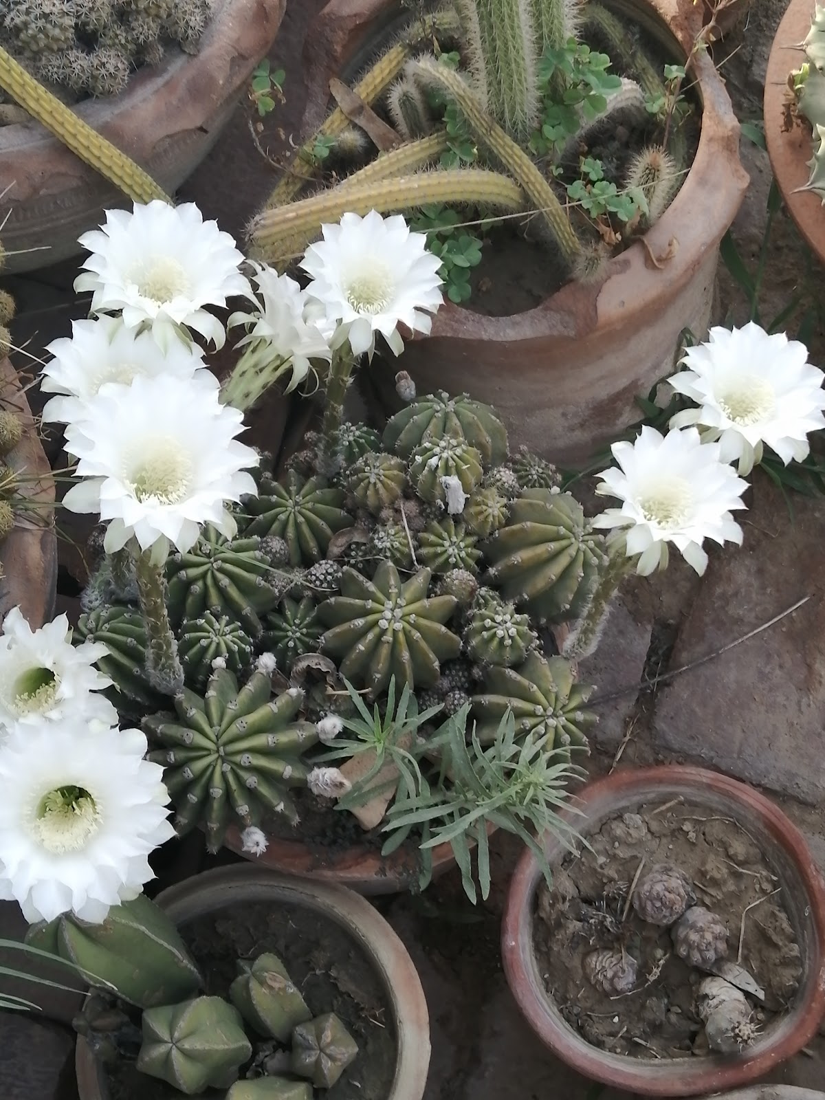 Khan's Farm House — photo 8
