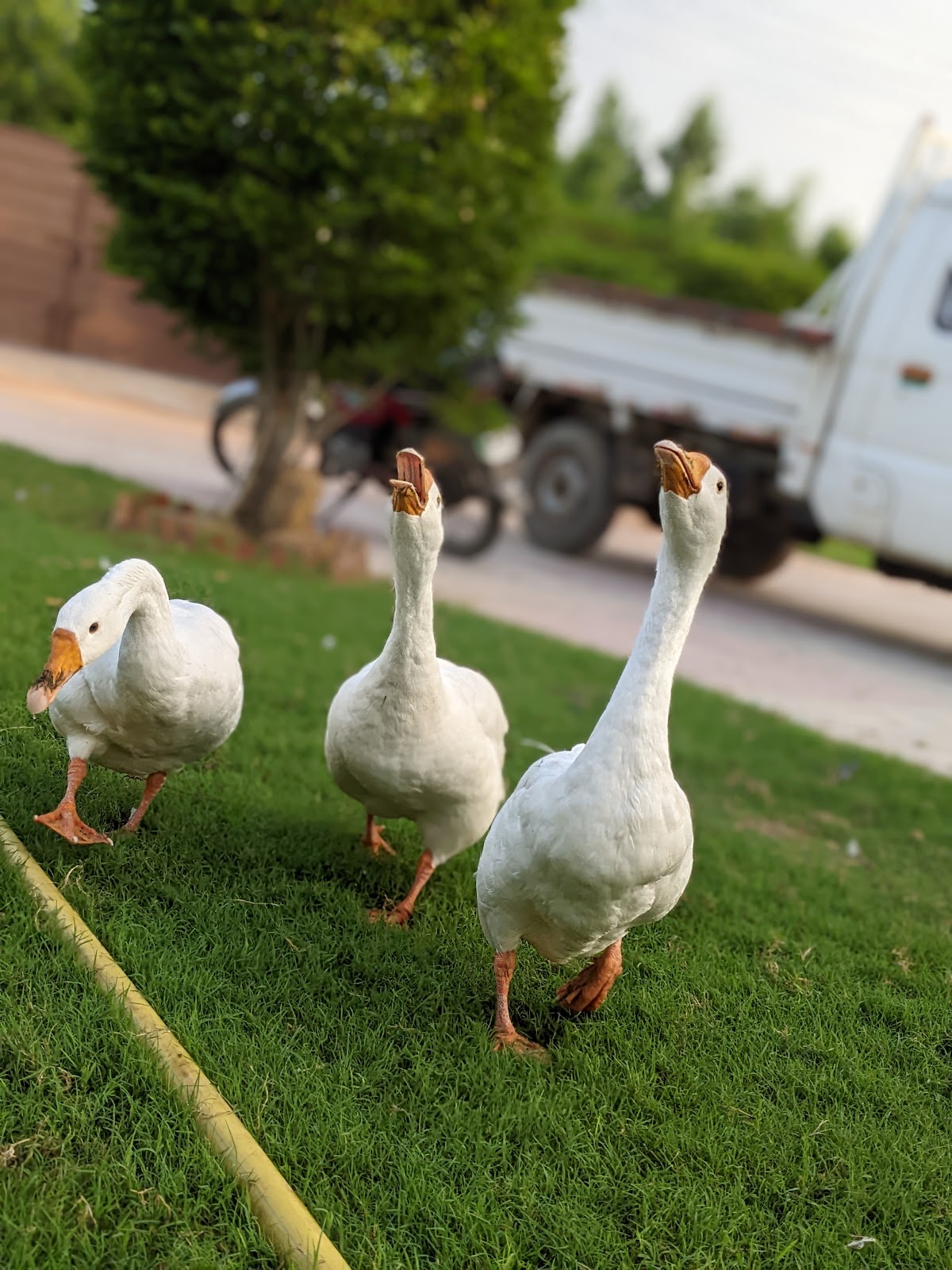 Holiday Inn Resort - Farm House — photo 9