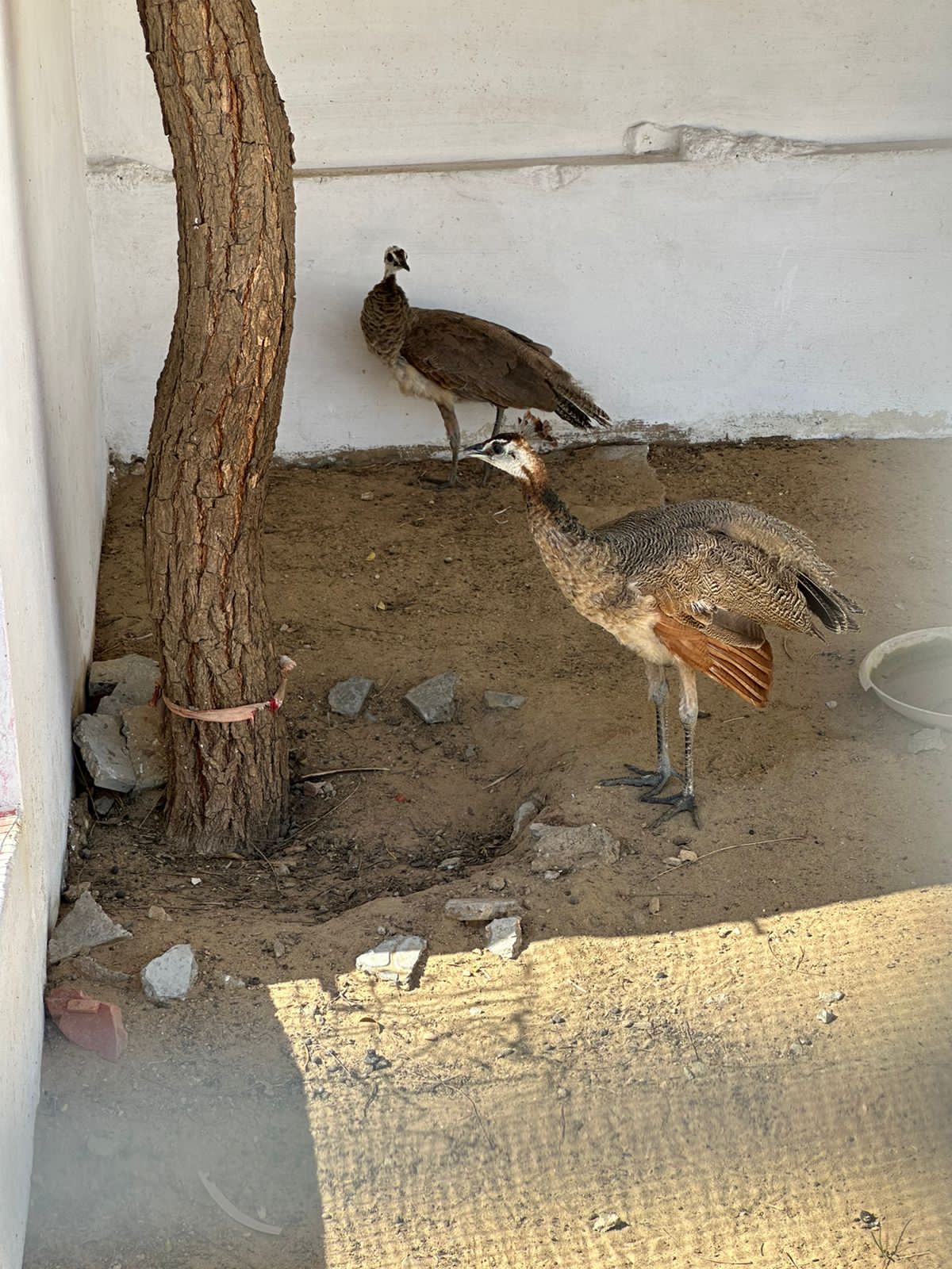 City Farmhouse Karachi — photo 10