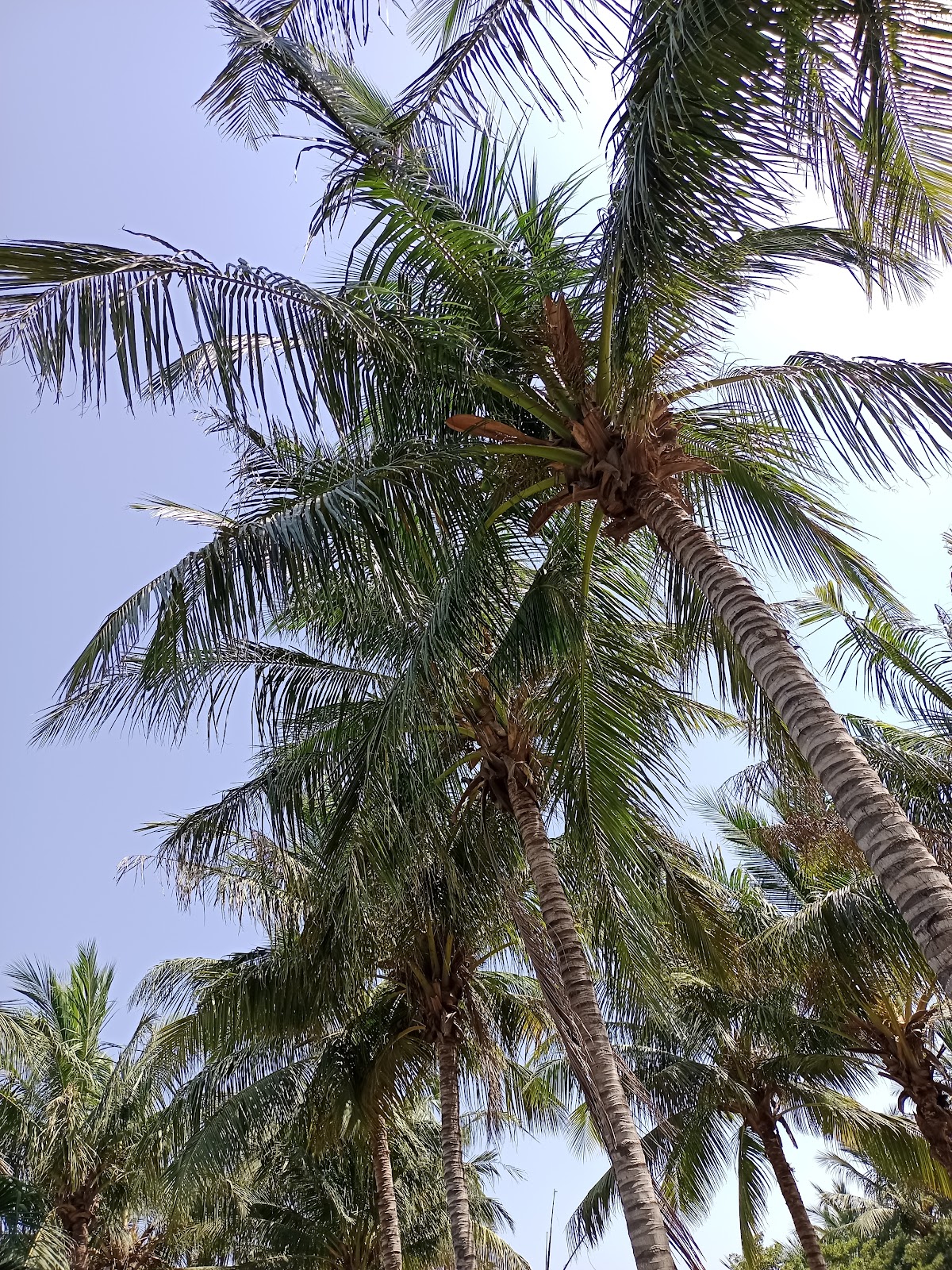 Shahzadi Farm House — photo 10