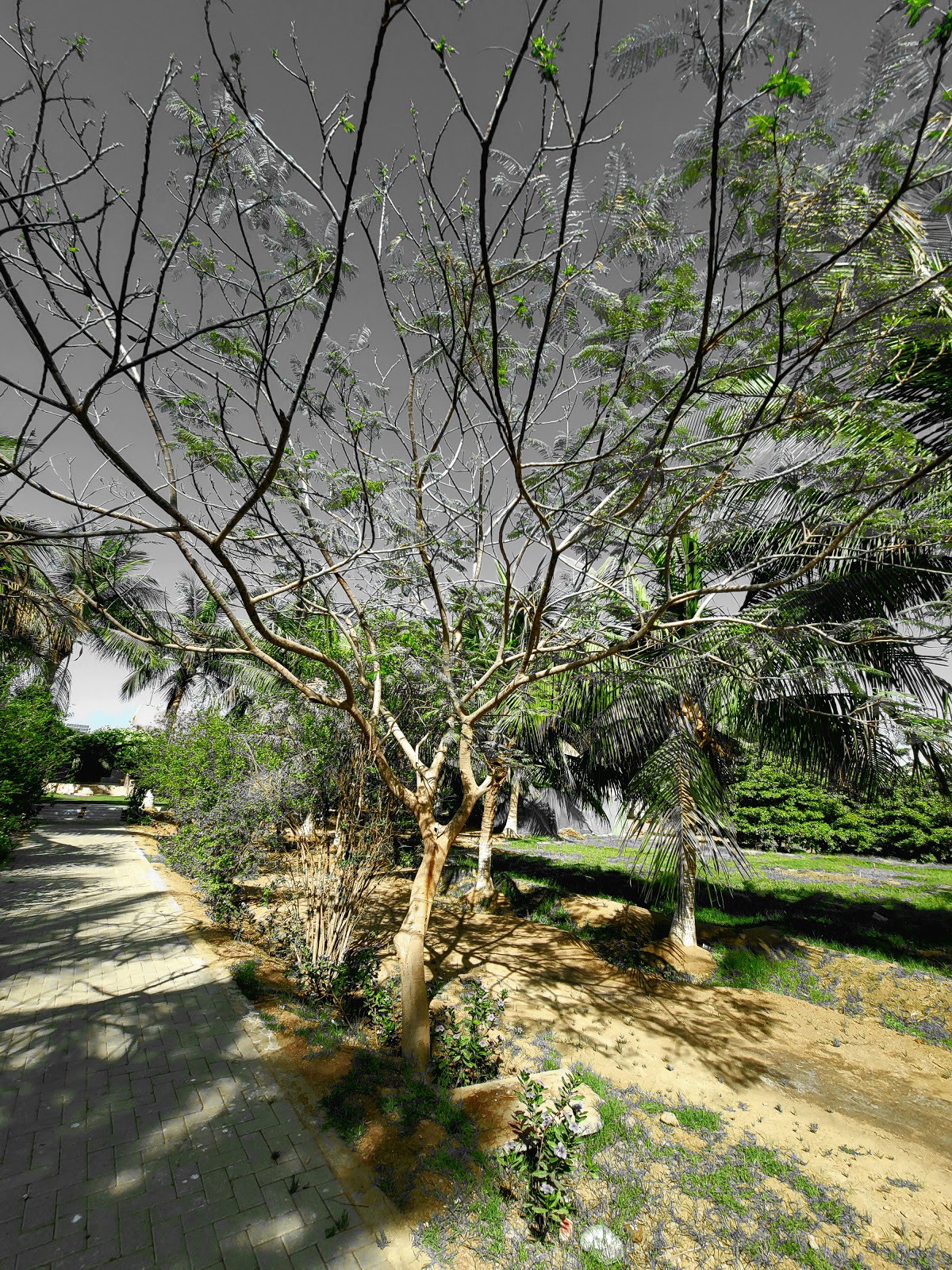 Shahzadi Farm House — photo 6