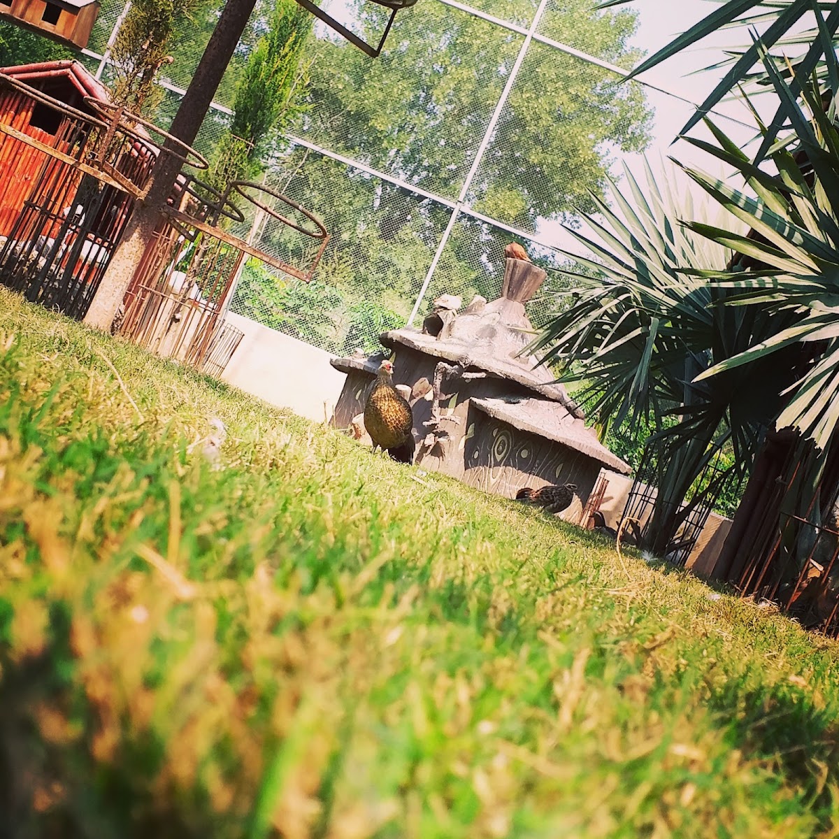 Shaheen Ranch — photo 9