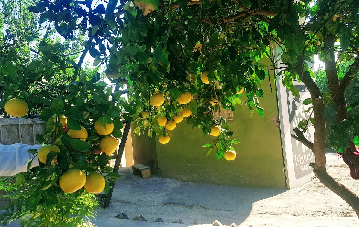 Islamabad Farm Houses — photo 6