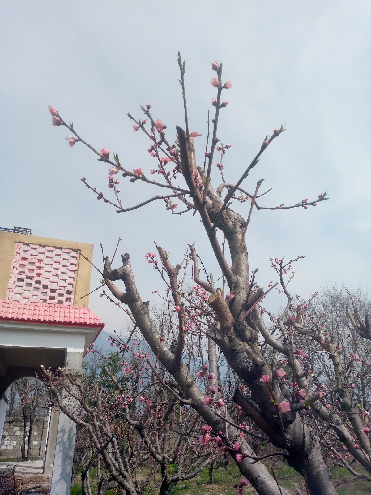 samar farm house bunir kpk — photo 6